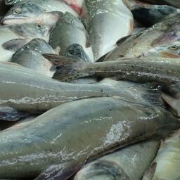 Программа «Доступная рыба» работает в Сахалинской области уже несколько лет