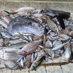 Научный улов. Фото пресс-службы ВНИРО