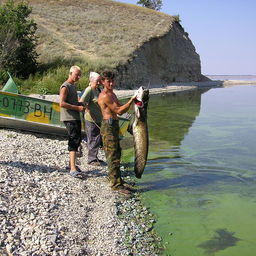 Рыбаки поймали сома в Волгоградском водохранилище. Фото пресс-службы администрации Волгоградской области