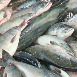 Программа «Доступная рыба» остается в фокусе особого внимания властей Сахалинской области. Архивное фото