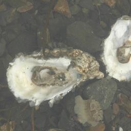 Створки тихоокеанской устрицы. Архивное фото