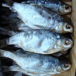 Браконьерскую воблу будут искать в том числе на рынках. Архивное фото