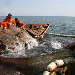 Добыча лососей у берегов Сахалина