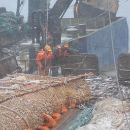 Зимний промысел минтая в Охотском море. Фото пресс-службы Росрыболовства