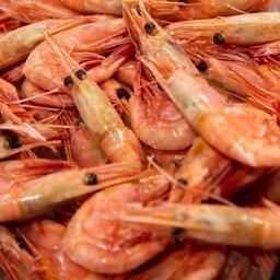 Варено-мороженая северная креветка