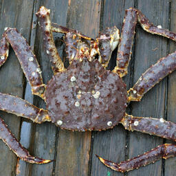 Ученые собрали данные по запасам камчатского краба в Западно-Сахалинской подзоне. Фото пресс-службы ВНИРО