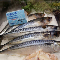 Поставки рыбы с Фарерских островов могут заместить российские предприятия, заявили в Росрыболовстве