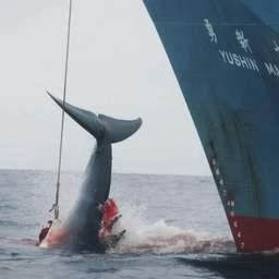 Подъем убитого кита на борт японского судна. Фото Джереми Саттон-Хибберт (The Guardian)