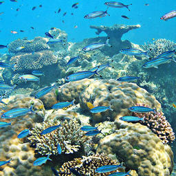 Национальный парк в Коралловом море. Фото из открытых источников