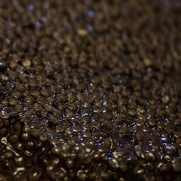 В Хабаровском крае двух местных жителей обвиняют в нелегальных добыче и хранении черной икры