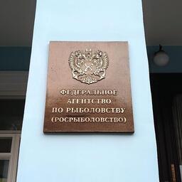 Росрыболовство реализовало на торгах восемь долей квот вылова осьминога Дофлейна гигантского на Южных Курилах