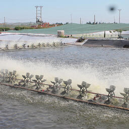 Интенсивное разведение белоногой креветки на акваферме во Вьетнаме. Фото: Goodmorninghpvn («Википедия»), CC BY 3.0 