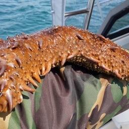 Трепанг может вырастать до довольно больших размеров. Фото предоставлено Романом Витязевым