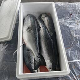 В грузовом отсеке авто сотрудники таможни обнаружили 143 ящика с охлажденной рыбой. Фото пресс-службы Северо-Западного таможенного управления