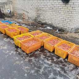 В поселке Ольга у водителя грузовика изъяли около 470 кг креветки. Фото пресс-группы Пограничного управления ФСБ России по Приморскому краю