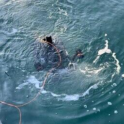 Дрон способен погружаться на глубину до 200 метров. Фото научно-производственного департамента марикультуры Дальрыбвтуза