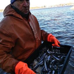 К 8 апреля рыбаки выловили уже около 160 тонн корюшки на Ладожском озере. Фото пресс-службы Северо-Западного теруправления Росрыболовства