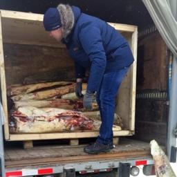 Ценная рыба перевозилась браконьерами в Комсомольск-на Амуре, а затем отправлялась в Москву. Фото пресс-службы Дальневосточного следственного управления на транспорте СК РФ