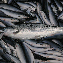 В РСПП изучат предложения по созданию рыбных бирж