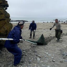 Отлов запутанного морского котика с помощью сачка на Северо-Западном лежбище на острове Беринга. Фото пресс-центра Командорского заповедника