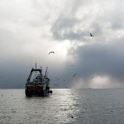 Рыбе и продукции открытого моря хотят облегчить оформление в ЕАЭС
