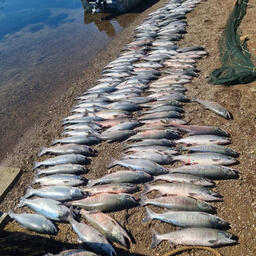На Камчатке четверых мужчин задержали с нелегальным уловом лосося. Фото пресс-службы СВТУ