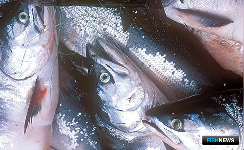 Сенаторы предлагают полностью закрыть промысел лососей в ИЭЗ РФ