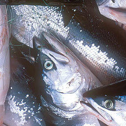 Сенаторы предлагают полностью закрыть промысел лососей в ИЭЗ РФ