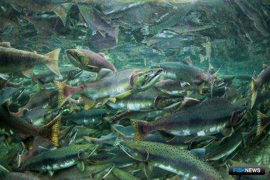 Ученые выполнят уникальные исследования лососей в заливе Аляска. Фото пресс-службы Росрыболовства
