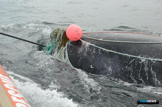 Спасение запутавшегося в снастях кита. Фото Maine Public