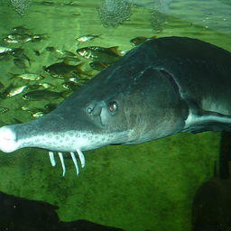 Осетр – одна из самых древних пресноводных рыб на Земле. Фото Haplochromis («Википедия»)