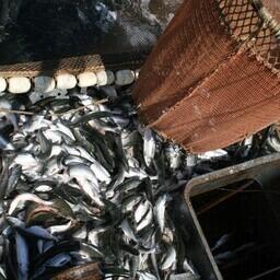 На 15 июня рыбаки добыли в Дальневосточном бассейне 1985 тонн тихоокеанских лососей