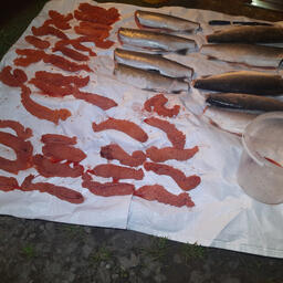 Полицейские изъяли у злоумышленников 35 парных ястыков лососевой икры и 9 потрошеных горбуш. Фото пресс-службы УМВД России по Магаданской области