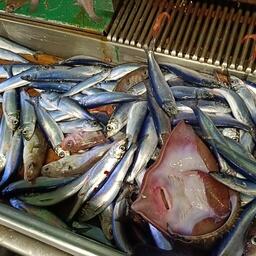 Научный улов рыбы. Фото пресс-службы ВНИРО