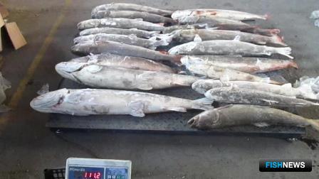 Сотрудники Биробиджанской таможни пресекли попытку нелегального вывоза в Китай в общей сложности почти 25 тонн пресноводной рыбы и лосося. Фото пресс-службы ведомства