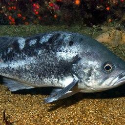 Черный морской окунь. Фото Chad King («Википедия»)