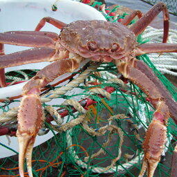 Крабы — важная составляющая дальневосточного промысла