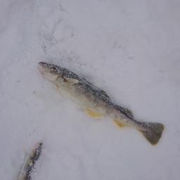 Праздник для рыбаков-любителей «Сахалинский лед» планируется провести на реке Найба 24 февраля