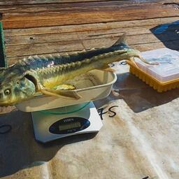 Особое внимание уделяют учету численности и распределения осетровых видов рыб. Фото пресс-службы АзНИИРХ