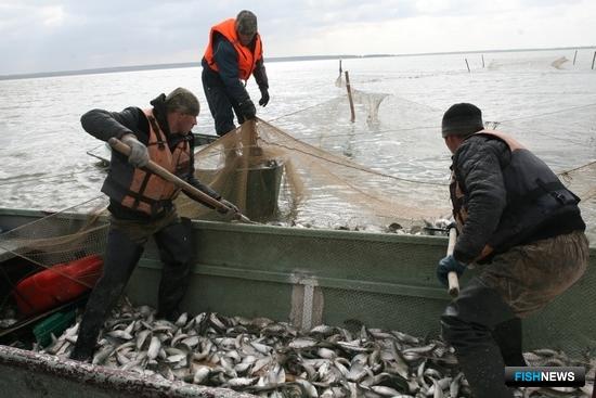 Путина у рыбоводов Курганской области. Фото пресс-службы регионального правительства