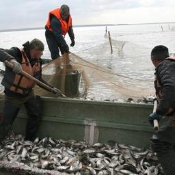 Путина у рыбоводов Курганской области. Фото пресс-службы регионального правительства