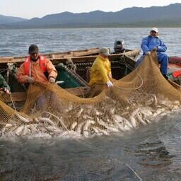 На рыболовных участках ведется в том числе промысел тихоокеанских лососей