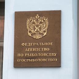 Росрыболовство организовало новые торги по продаже долей квот вылова крабов в инвестиционных целях на Дальневосточном бассейне