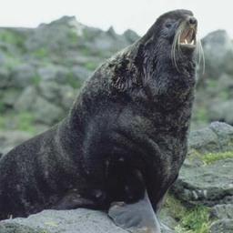 Северный морской котик. Фото: Rolf Ream («Википедия»)