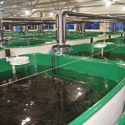 Камчатские ЛРЗ готовятся к весенне-летним выпускам лосося. Фото пресс-центра Северо-Восточного филиала Главрыбвода