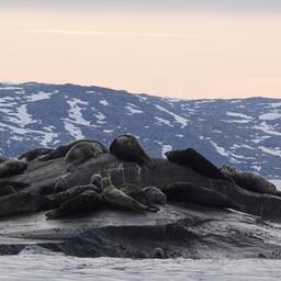 Ученые ПИНРО провели мониторинг морских млекопитающих Баренцева моря. Фото пресс-службы ВНИРО
