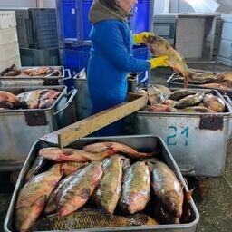 Ученые собирали информацию в том числе на рыбоприемных пунктах. Фото пресс-службы КаспНИРХ