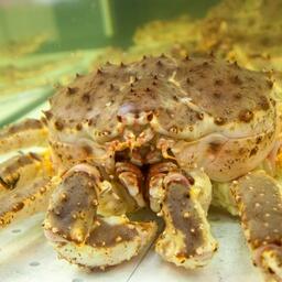 Крабовый хитозан по свойствам сильно отличается от кальмарового, выяснили ученые. Архивное фото