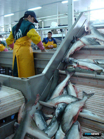 Западная Камчатка может повторить рекорд по вылову лосося