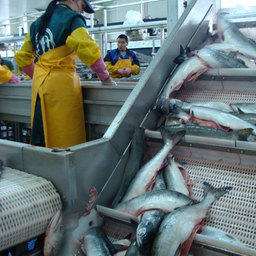 Западная Камчатка может повторить рекорд по вылову лосося